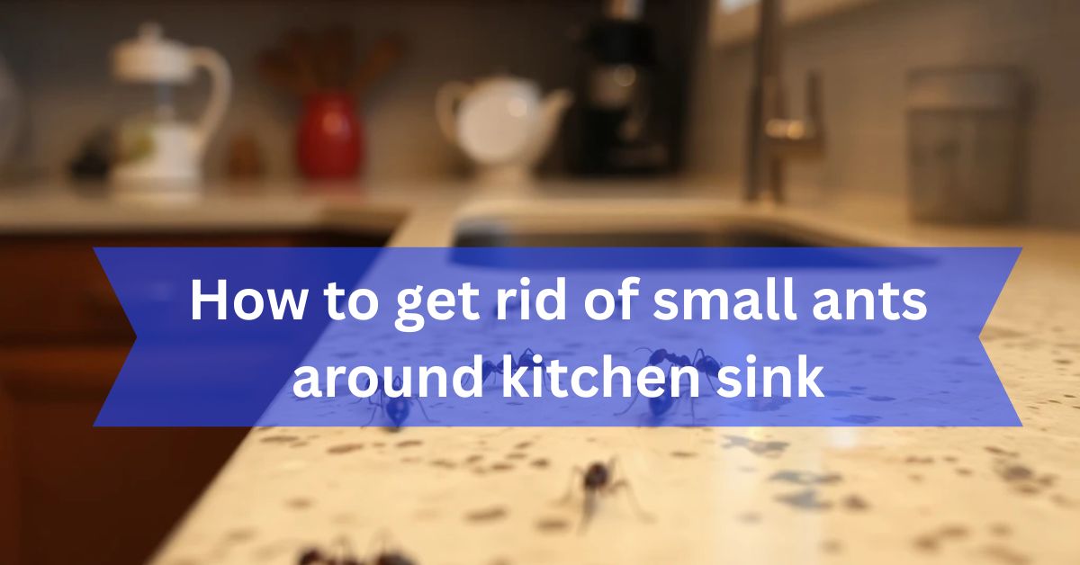 How to get rid of small ants around kitchen sink